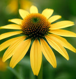 ECHINACEA paradoxa (Yellow Coneflower)