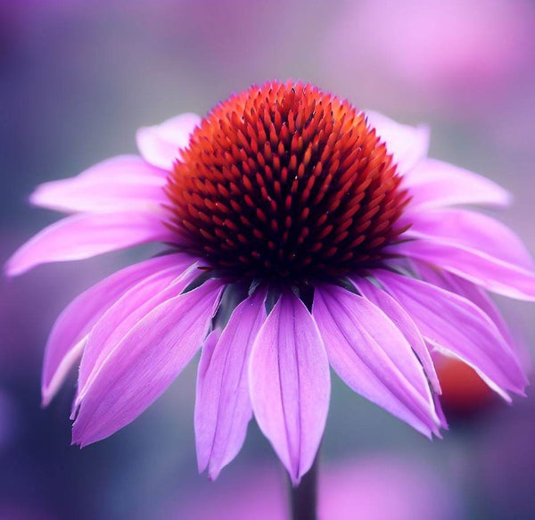 Echinacea