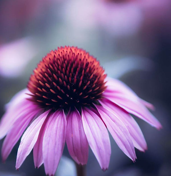 Echinacea