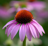 ECHINACEA tennesseensis (Tennessee Purple Coneflower)