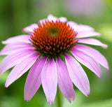 ECHINACEA tennesseensis (Tennessee Purple Coneflower)