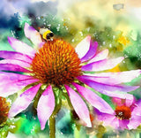 ECHINACEA tennesseensis (Tennessee Purple Coneflower)