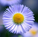 ERIGERON speciosus (Fleabane Daisy)