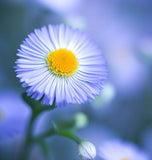 ERIGERON speciosus (Fleabane Daisy)