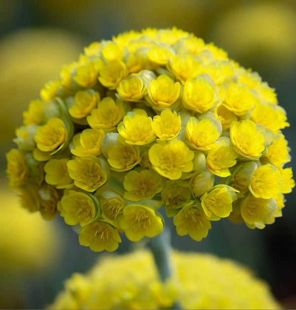 Eriogonum