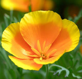 ESCHSCHOLZIA caespitosa (California Poppy, Dwarf)