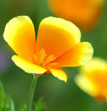 ESCHSCHOLZIA caespitosa (California Poppy, Dwarf)