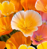 ESCHSCHOLZIA californica 'Ballerina Mix' (California Poppy, Mixed with Crimped Petals - Ballerina Mix)