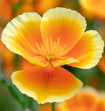 ESCHSCHOLZIA californica 'Ballerina Mix' (California Poppy, Mixed with Crimped Petals - Ballerina Mix)