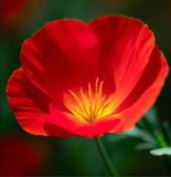 ESCHSCHOLZIA californica 'Red Chief' (California Poppy, Bright Red - Red Chief)