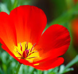 ESCHSCHOLZIA californica 'Red Chief' (California Poppy, Bright Red - Red Chief)