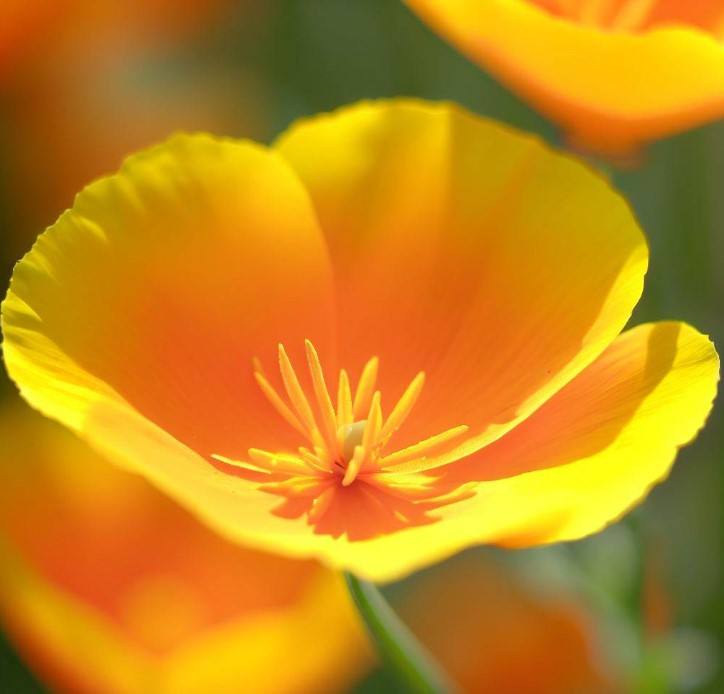 ESCHSCHOLZIA californica (Orange California Poppy)