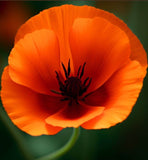 ESCHSCHOLZIA californica 'Mikado' (California Poppy, Dark Orange - Mikado)