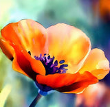 ESCHSCHOLZIA californica 'Mikado' (California Poppy, Dark Orange - Mikado)