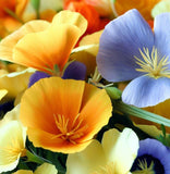 ESCHSCHOLZIA californica (California Poppy, Formula Mix)