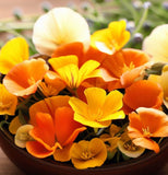 ESCHSCHOLZIA californica (California Poppy, Formula Mix)