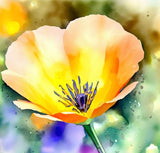 ESCHSCHOLZIA californica (California Poppy, Formula Mix)