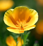 ESCHSCHOLZIA californica 'Golden West' (California Poppy, Gold - Golden West)