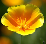 ESCHSCHOLZIA californica 'Golden West' (California Poppy, Gold - Golden West)