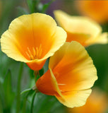 ESCHSCHOLZIA californica 'Mission Bells' (California Poppy, Semi-Double Mix  - Mission Bells)