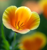 ESCHSCHOLZIA californica 'Mission Bells' (California Poppy, Semi-Double Mix  - Mission Bells)