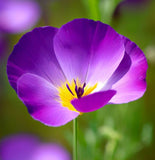 ESCHSCHOLZIA californica 'Purple Gleam' (California Poppy, Purple - Purple Gleam)
