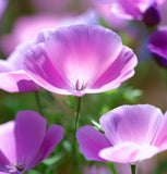 ESCHSCHOLZIA californica 'Purple Gleam' (California Poppy, Purple - Purple Gleam)