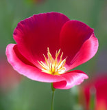 ESCHSCHOLZIA californica 'Carmine King' (California Poppy, Bi-Color Carmine King)