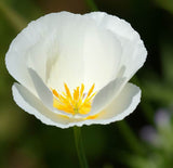ESCHSCHOLZIA californica 'White Linen' (California Poppy, White - White Linen)