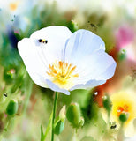 ESCHSCHOLZIA californica 'White Linen' (California Poppy, White - White Linen)