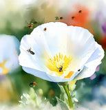 ESCHSCHOLZIA californica 'White Linen' (California Poppy, White - White Linen)