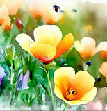 ESCHSCHOLZIA californica 'Mission Bells' (California Poppy, Semi-Double Mix  - Mission Bells)