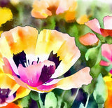 ESCHSCHOLZIA californica 'Ballerina Mix' (California Poppy, Mixed with Crimped Petals - Ballerina Mix)