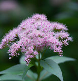 EUTROCHIUM maculatum (Spotted Joe Pyeweed)