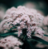 EUTROCHIUM maculatum (Spotted Joe Pyeweed)