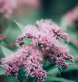 EUTROCHIUM purpureum (Sweet Joe Pyeweed)