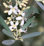 Elaeagnus angustifolia (Russian Olive, Russian Silverberry, Oleaster)