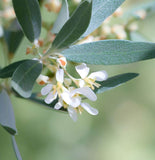 Elaeagnus angustifolia (Russian Olive, Russian Silverberry, Oleaster)