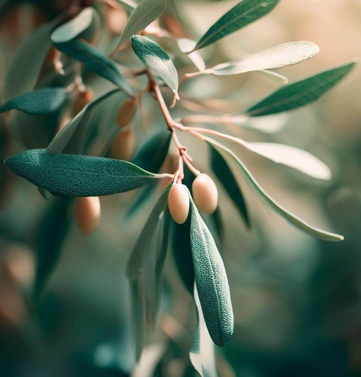 Elaeagnus angustifolia (Russian Olive, Russian Silverberry, Oleaster)