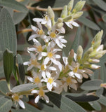 Elaeagnus commutata (American Silverberry, Wolf Willow)