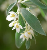 Elaeagnus commutata (American Silverberry, Wolf Willow)