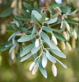 Elaeagnus commutata (American Silverberry, Wolf Willow)