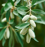 Elaeagnus commutata (American Silverberry, Wolf Willow)