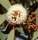 Eucalyptus Camaldulensis (Red Gum, River Red Gum)