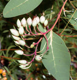 Eucalyptus Camaldulensis (Red Gum, River Red Gum)