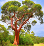 Eucalyptus Camaldulensis (Red Gum, River Red Gum)