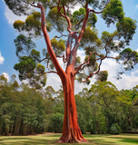 Eucalyptus Camaldulensis (Red Gum, River Red Gum)