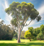 Eucalyptus Corymbia citriodora (Lemon-Scented Gum, Blue Spotted Gum, Lemon Eucalyptus)