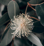 Eucalyptus Corymbia citriodora (Lemon-Scented Gum, Blue Spotted Gum, Lemon Eucalyptus)