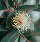 Eucalyptus Corymbia citriodora (Lemon-Scented Gum, Blue Spotted Gum, Lemon Eucalyptus)